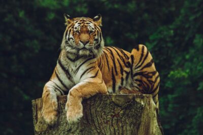 ネコ科動物の意外な生態とは 興味深い雑学をまとめてみた